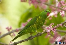 Tags: australia, breasted, lorikeet, queensland, scaly (Pict. in Beautiful photos and wallpapers)