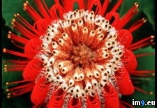 Tags: banksia, scarlet (Pict. in National Geographic Photo Of The Day 2001-2009)