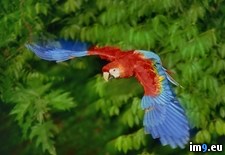 Tags: flight, macaw, scarlet (Pict. in Beautiful photos and wallpapers)