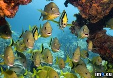 Tags: corals, fish, florida, keys, marine, national, sanctuary, school (Pict. in Beautiful photos and wallpapers)