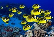 Tags: butterflyfish, hawaii, raccoon, schooling (Pict. in Beautiful photos and wallpapers)