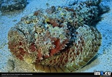 Tags: fish, scorpion, tuamotu (Pict. in National Geographic Photo Of The Day 2001-2009)