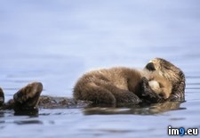 Tags: alaska, gulf, newborn, otter, prince, pup, sea, sound (Pict. in Beautiful photos and wallpapers)