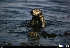 Tags: otter, return, sea (Pict. in National Geographic Photo Of The Day 2001-2009)