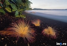 Tags: beach, black, flowers, indonesia, putat, sand, sea, sulawesi (Pict. in Beautiful photos and wallpapers)