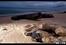 Tags: sea, turtle (Pict. in National Geographic Photo Of The Day 2001-2009)