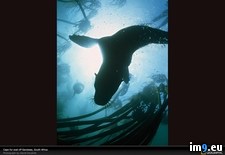 Tags: africa, kelp, seal, south (Pict. in National Geographic Photo Of The Day 2001-2009)