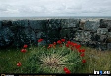 Tags: poppies, seawall (Pict. in National Geographic Photo Of The Day 2001-2009)