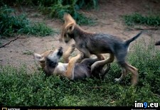 Tags: pups, sedgwick (Pict. in National Geographic Photo Of The Day 2001-2009)
