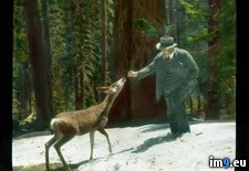 Tags: branson, decou, deer, feeding, mule, national, park, sequoia (Pict. in Branson DeCou Stock Images)