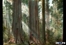 Tags: giganteum, grove, national, park, sequoia, sequoiadendron, sequoias, standing, visitors (Pict. in Branson DeCou Stock Images)