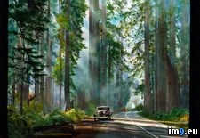 Tags: buick, fire, forest, national, park, road, sequoia, small (Pict. in Branson DeCou Stock Images)
