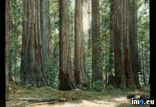 Tags: giganteum, grove, national, park, sequoia, sequoiadendron, tree (Pict. in Branson DeCou Stock Images)