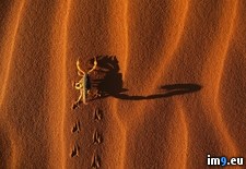 Tags: casting, namib, namibia, national, naukluft, park, scorpion, shadow (Pict. in Beautiful photos and wallpapers)