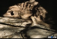 Tags: shadow, snake (Pict. in National Geographic Photo Of The Day 2001-2009)