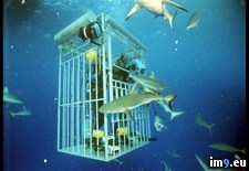 Tags: cage, shark (Pict. in National Geographic Photo Of The Day 2001-2009)