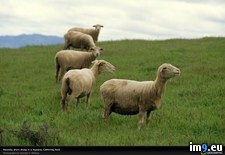 Tags: california, sheep, shorn (Pict. in National Geographic Photo Of The Day 2001-2009)