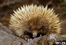 Tags: australia, beaked, echidna, island, kangaroo, short, south (Pict. in Beautiful photos and wallpapers)