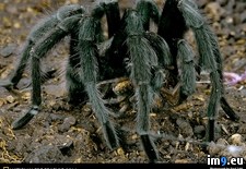 Tags: shy, tarantula (Pict. in National Geographic Photo Of The Day 2001-2009)