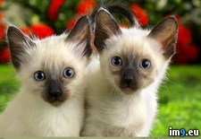 Tags: 1366x768, kittens, siamese, wallpaper (Pict. in Cats and Kitten Wallpapers 1366x768)
