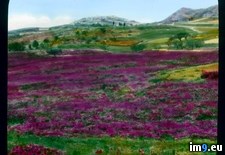 Tags: field, purple, sicily, vetch (Pict. in Branson DeCou Stock Images)
