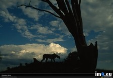 Tags: african, cheetahs, silhouette (Pict. in National Geographic Photo Of The Day 2001-2009)