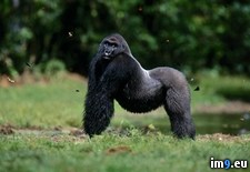 Tags: pose, silverback (Pict. in National Geographic Photo Of The Day 2001-2009)