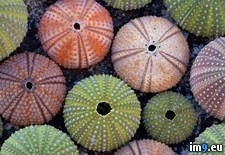 Tags: echinoderms, italy, peninsula, salentine, salento, skeletons (Pict. in Beautiful photos and wallpapers)