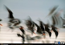 Tags: birds, skimmer (Pict. in National Geographic Photo Of The Day 2001-2009)