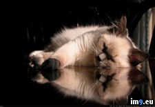 Tags: 1366x768, cat, sleeping, wallpaper (Pict. in Cats and Kitten Wallpapers 1366x768)
