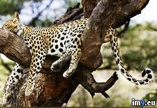 Tags: cheetah, sleeping, wallpaper, wide (Pict. in Unique HD Wallpapers)