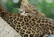 Tags: cub, kenya, leopard, sleeping (Pict. in Beautiful photos and wallpapers)