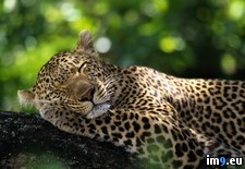 Tags: africa, game, leopard, mala, reserve, sleeping, south (Pict. in Beautiful photos and wallpapers)