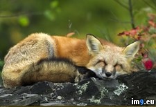 Tags: beautiful, cute, fox, happy, red, sleeping, smile, sweet, wallpaper, wide (Pict. in Unique HD Wallpapers)