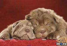 Tags: pei, puppies, shar, sleeping (Pict. in Beautiful photos and wallpapers)