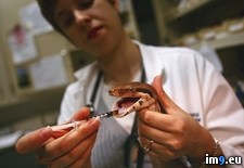 Tags: medicine, snake (Pict. in National Geographic Photo Of The Day 2001-2009)