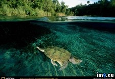 Tags: snapper, turtle (Pict. in National Geographic Photo Of The Day 2001-2009)