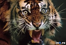 Tags: cat, mouth, open, snarling, tiger, tigger (Pict. in National Geographic Photo Of The Day 2001-2009)