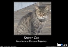 Tags: amused, cat, not, sneer (Pict. in Rehost)