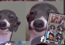 Tags: dog, dogs, funny, lookalike, snoop (Pict. in Rehost)