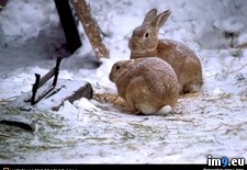 Tags: bunnies, snow (Pict. in National Geographic Photo Of The Day 2001-2009)