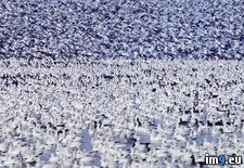 Tags: basin, california, geese, klamath, national, refuge, snow, wildlife (Pict. in Beautiful photos and wallpapers)