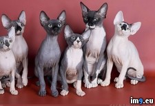 Tags: 1366x768, sphynx, wallpaper (Pict. in Cats and Kitten Wallpapers 1366x768)