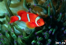 Tags: anemonefish, cheek, spike (Pict. in National Geographic Photo Of The Day 2001-2009)