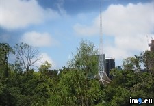 Tags: bush, spire (Pict. in Jolimont)