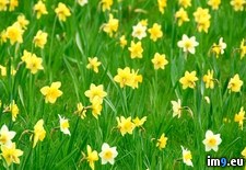Tags: daffodils, spring (Pict. in Beautiful photos and wallpapers)