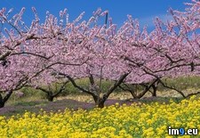 Tags: japan, nirasaki, spring, trees, yamanashi (Pict. in Beautiful photos and wallpapers)