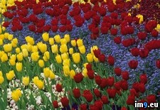 Tags: pansies, spring, tulips (Pict. in Beautiful photos and wallpapers)