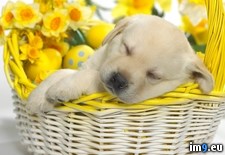 Tags: snooze, springtime (Pict. in Beautiful photos and wallpapers)