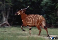 Tags: bongo, sprinting (Pict. in National Geographic Photo Of The Day 2001-2009)
